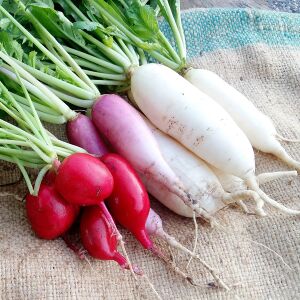 Radishes.jpeg