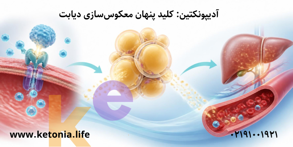 آدیپونکتین: کلید پنهان معکوسسازی دیابت
